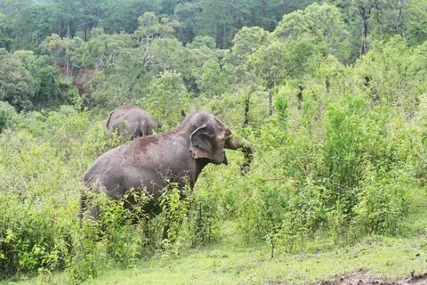 Elephant Sanctuary Chiang Mai